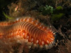 Tipical Worm of Mediterranean sea, called Vermocane.Pictu... by Max Ardizzoni 